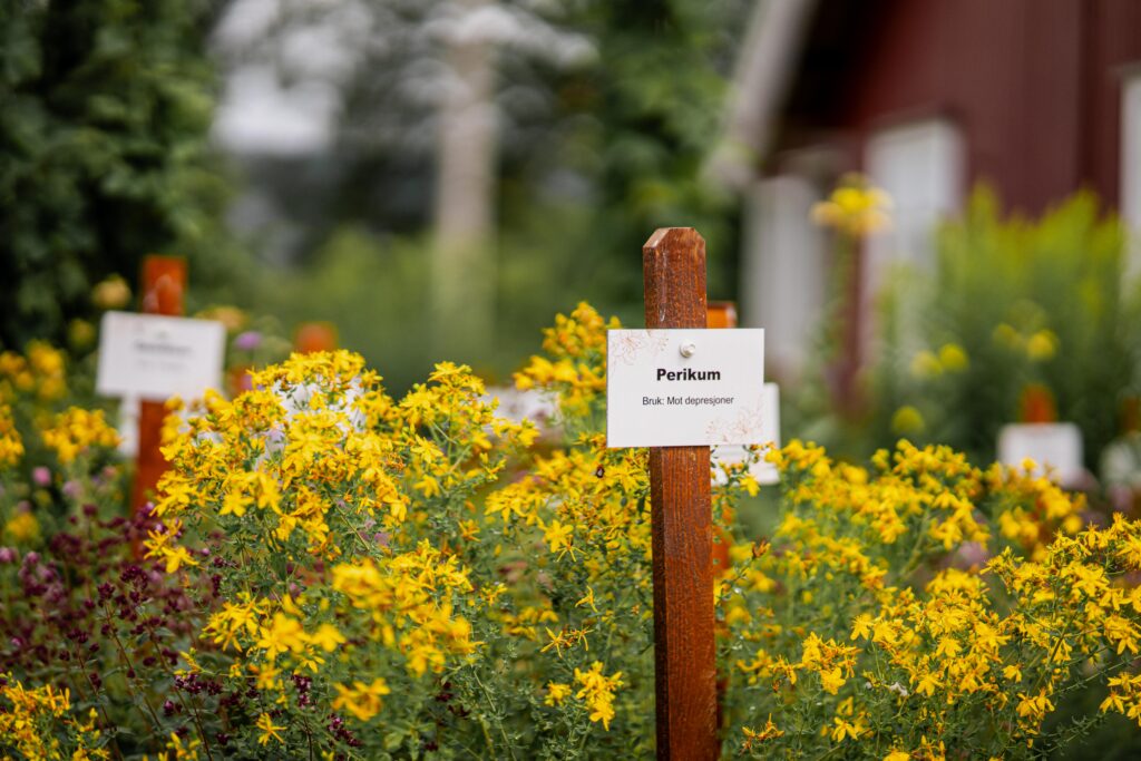 Urtehagen blomstrer på Øvre Verket i Ulefoss, Foto: Henrik Møane